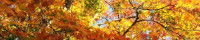 http://yukitsubaki42.kane-tsugu.com/banner.gif